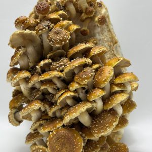 Chestnut Liquid Culture Syringe Chestnut Liquid Culture Syringe