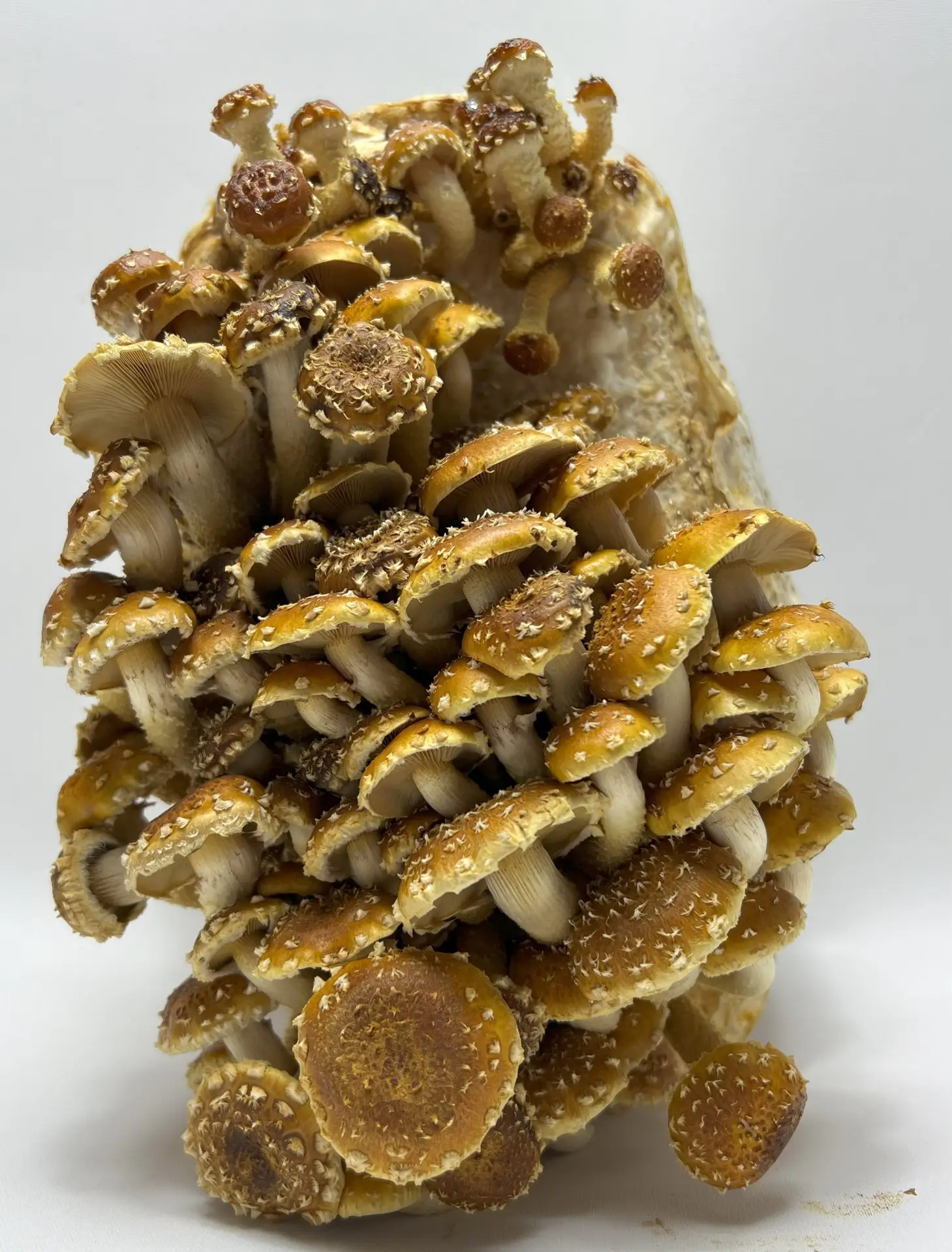 Chestnut Liquid Culture Syringe Chestnut Liquid Culture Syringe