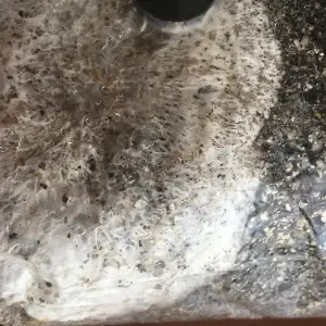 50/50 Injectable Horse Manure and BRF Mushroom Growing Kit. 4Lbs/1800g for any home. 50/50 Injectable Horse Manure and BRF Mushroom Growing Kit. 4Lbs/1800g for any home.