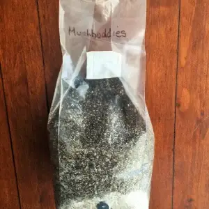 50/50 Injectable Horse Manure and BRF Mushroom Growing Kit. 4Lbs/1800g for any home. 50/50 Injectable Horse Manure and BRF Mushroom Growing Kit. 4Lbs/1800g for any home.