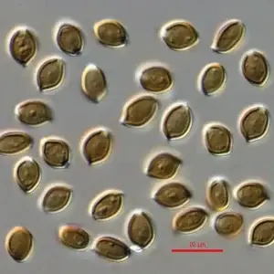 662px-Psilocybe.caerulescens.spores.1000x.dic 662px-Psilocybe.caerulescens.spores.1000x.dic