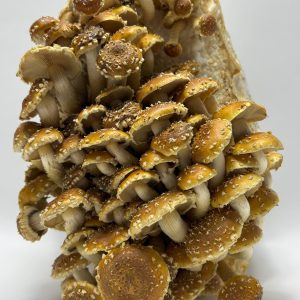 Chestnut Liquid Culture Syringe Chestnut Liquid Culture Syringe