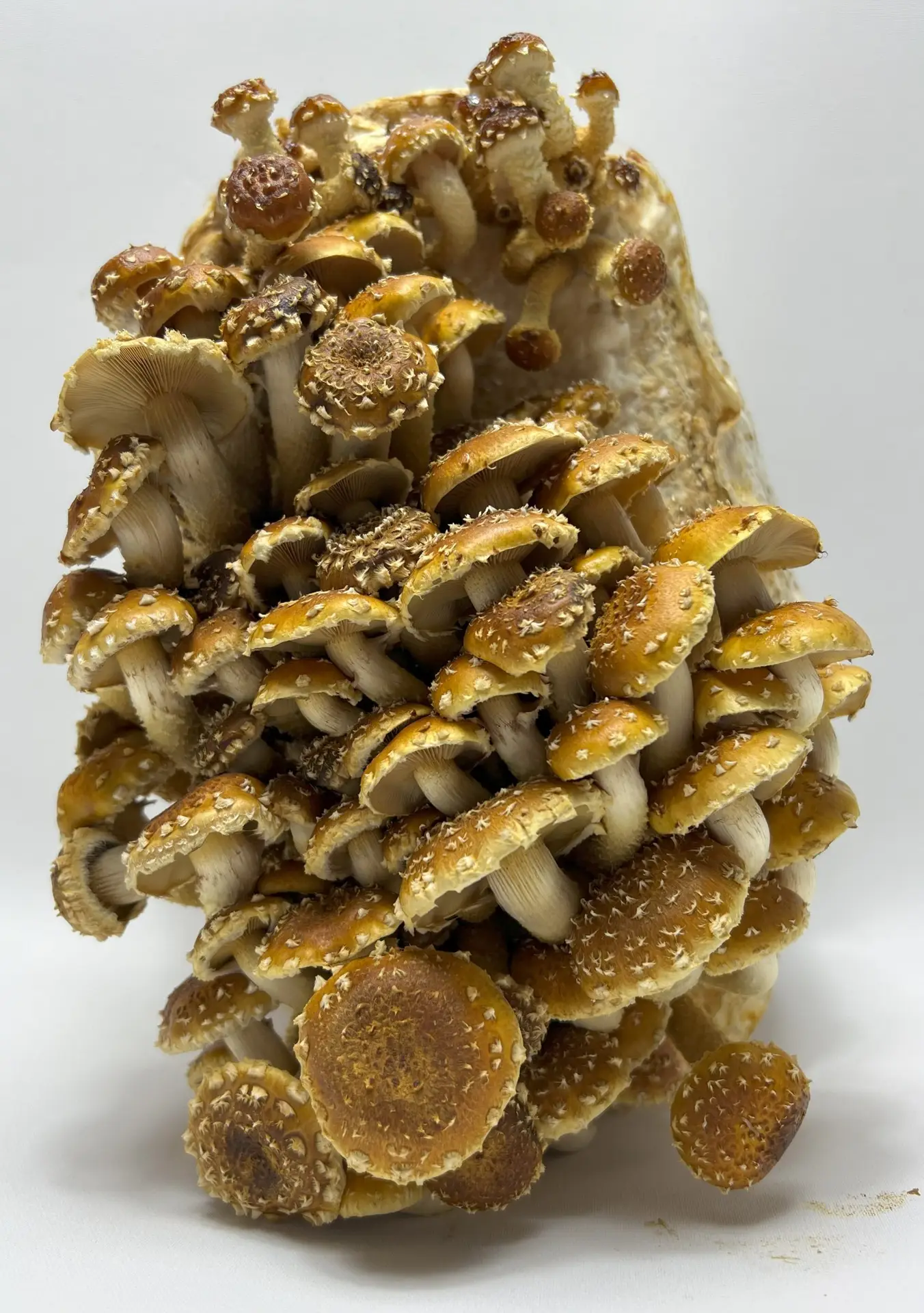 Chestnut Liquid Culture Syringe Chestnut Liquid Culture Syringe