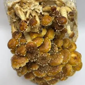 Chestnut Liquid Culture Syringe Chestnut Liquid Culture Syringe