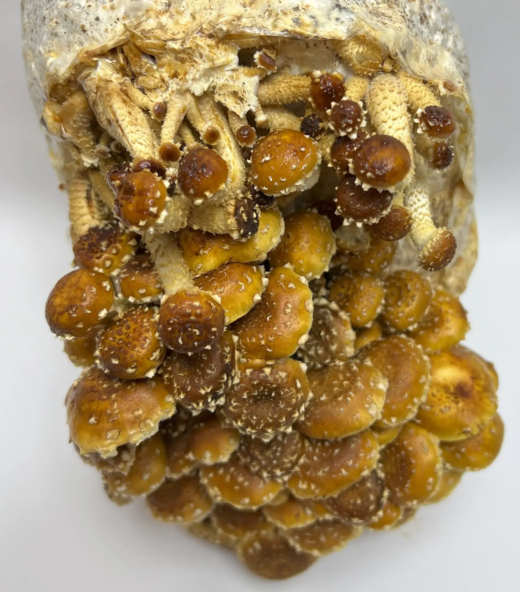 Chestnut Liquid Culture Syringe Chestnut Liquid Culture Syringe