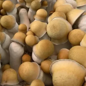 Penis Envy Hawk Spore Syringes (PE Hawk Spores)