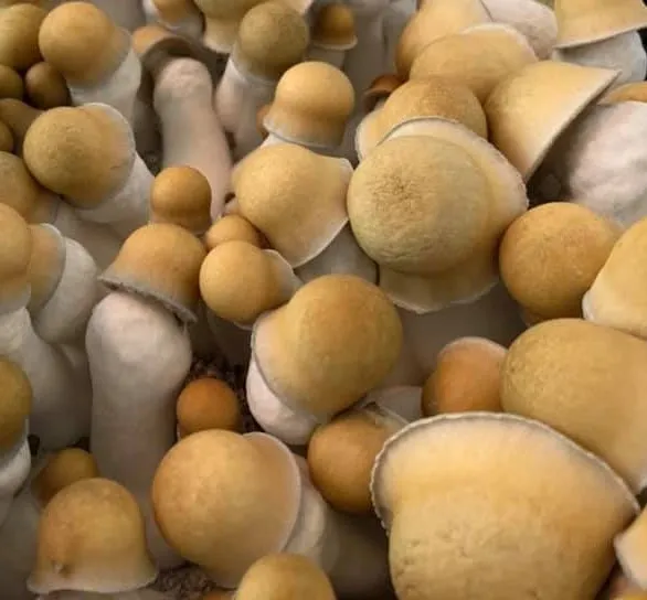 Spore buddies Spore buddies