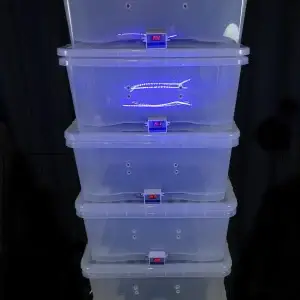 Digital mushroom incubation chamber (GrowBuddie60) Digital mushroom incubation chamber (GrowBuddie60)