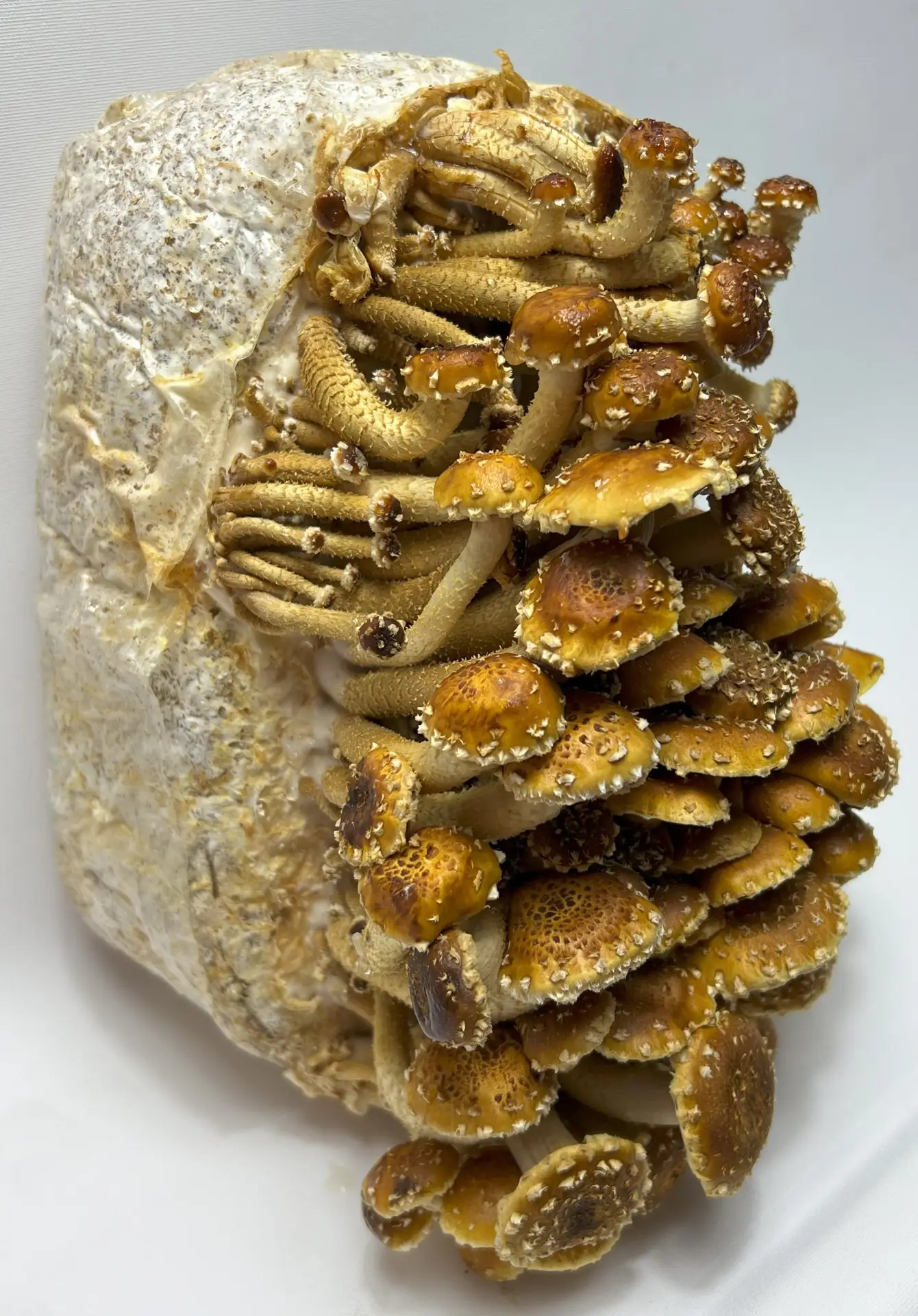 Chestnut Liquid Culture Syringe Chestnut Liquid Culture Syringe