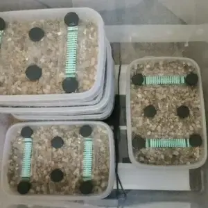 Digital Mushroom Incubator Box (GrowBuddie40) Digital Mushroom Incubator Box (GrowBuddie40)