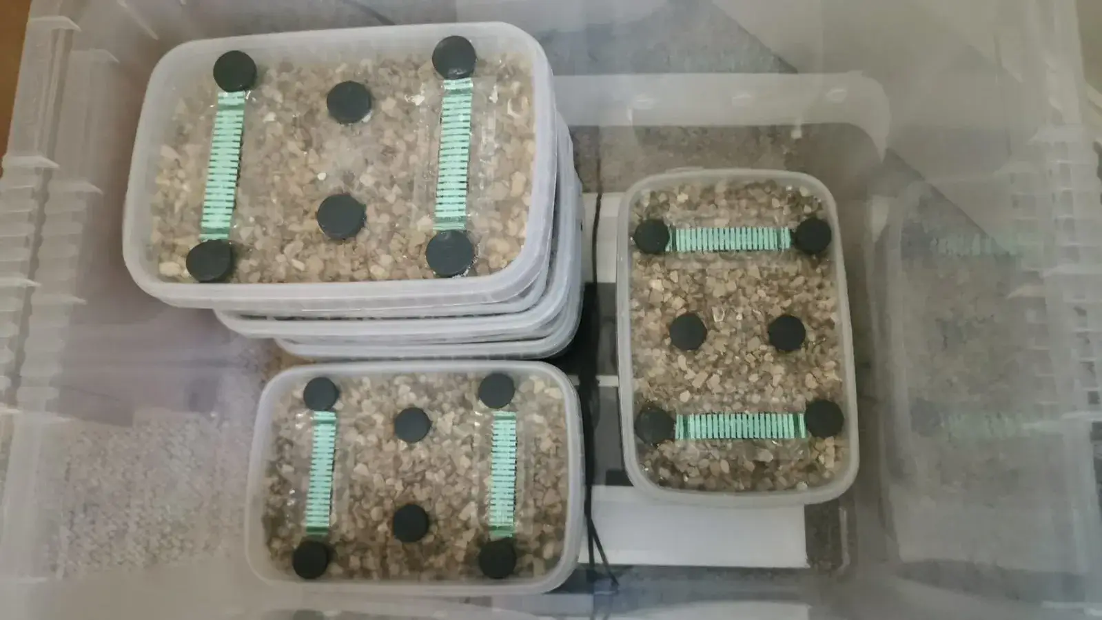 Digital Mushroom Incubator Box (GrowBuddie40) Digital Mushroom Incubator Box (GrowBuddie40)
