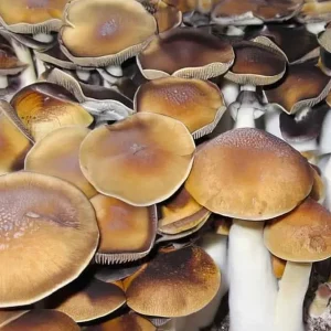 ARCADIAN COAST MUSHROOM ARCADIAN COAST MUSHROOM