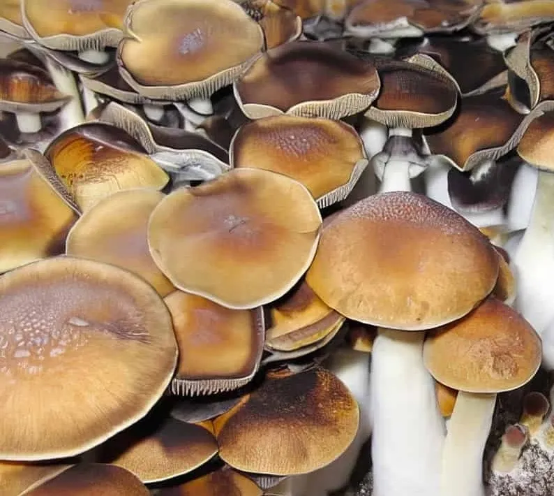 ARCADIAN COAST MUSHROOM ARCADIAN COAST MUSHROOM