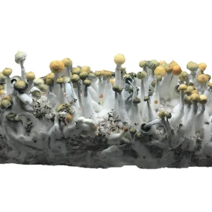 Aztec God Spores Syringes | Psilocybe Cubensis Strain for Beginners | Fast UK Delivery Aztec God Spores Syringes | Psilocybe Cubensis Strain for Beginners | Fast UK Delivery