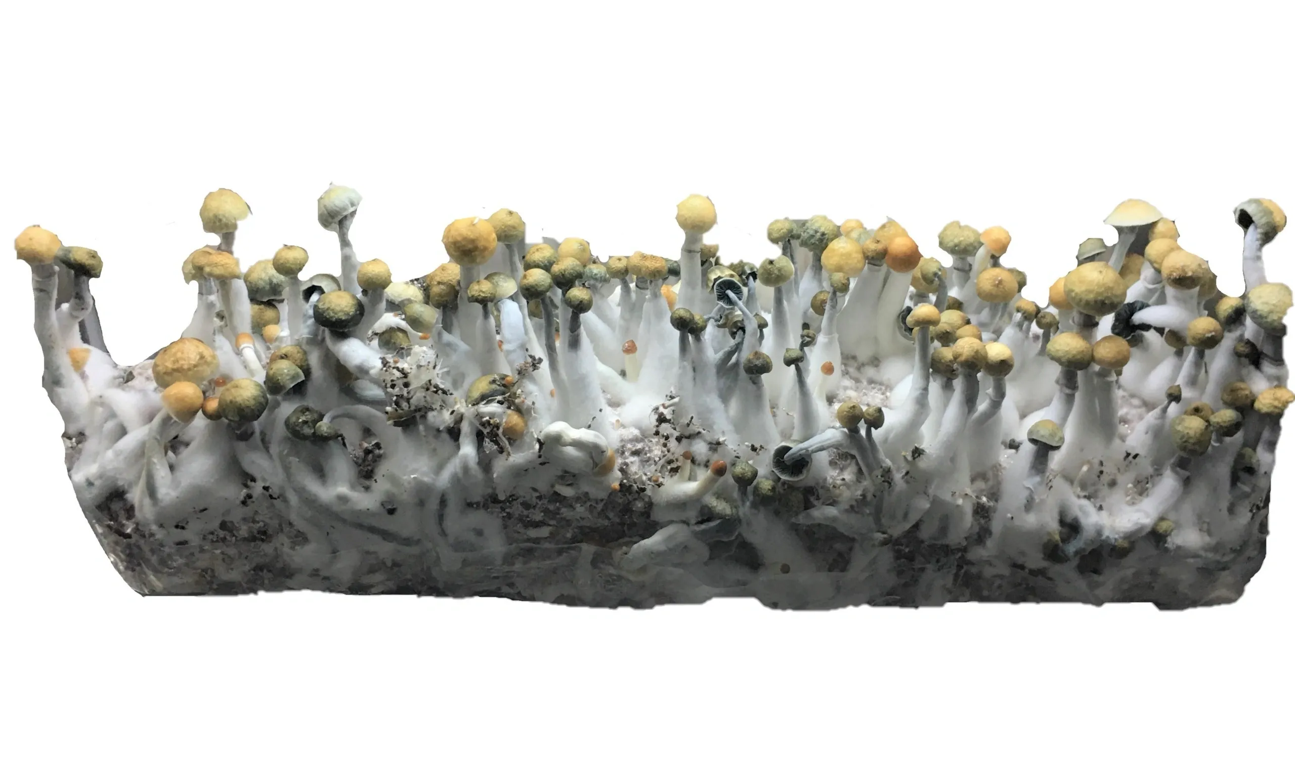 Aztec God Spores Syringes | Psilocybe Cubensis Strain for Beginners | Fast UK Delivery Aztec God Spores Syringes | Psilocybe Cubensis Strain for Beginners | Fast UK Delivery