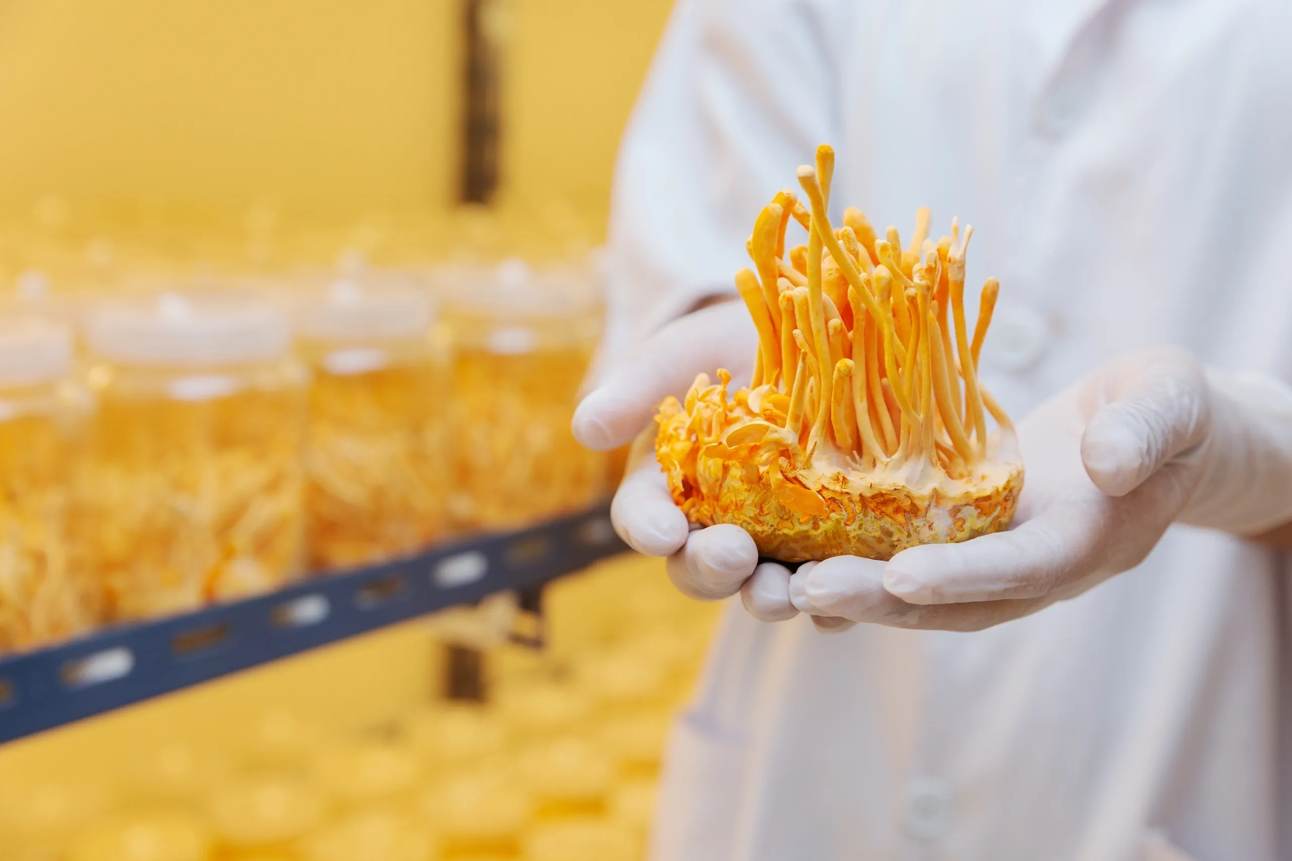 Grow Cordyceps Militaris with Liquid Culture Syringes UK – Fast UK Delivery