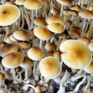 Blue Meanies Fruiting in Monotub – Grown from Magic Mushroom Spores