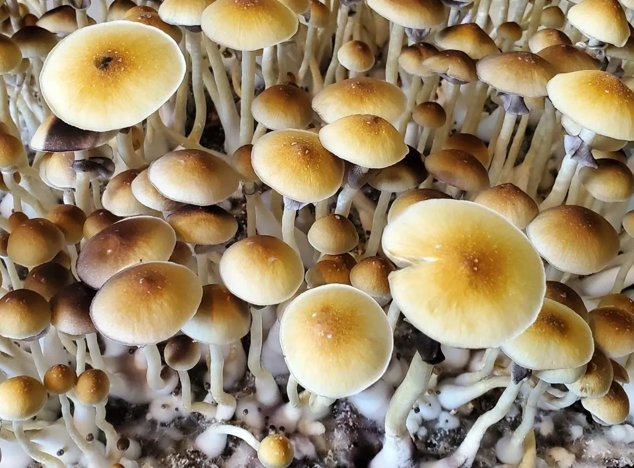 Blue Meanies Fruiting in Monotub – Grown from Magic Mushroom Spores