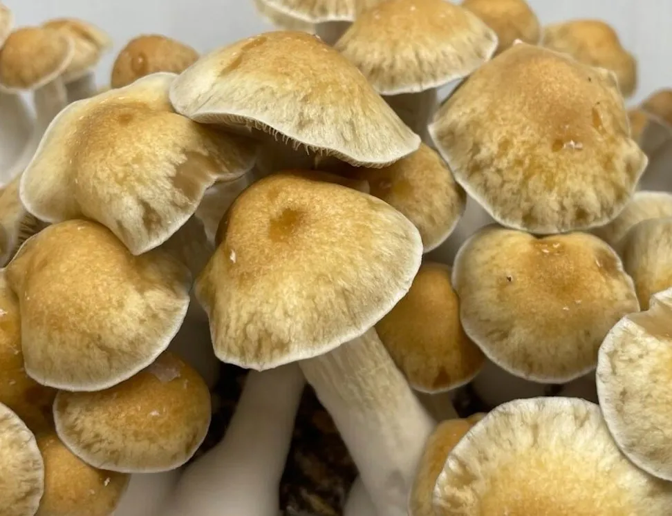 Hill Billy spores Hill Billy spores