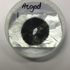 spore_buddies spore_buddies