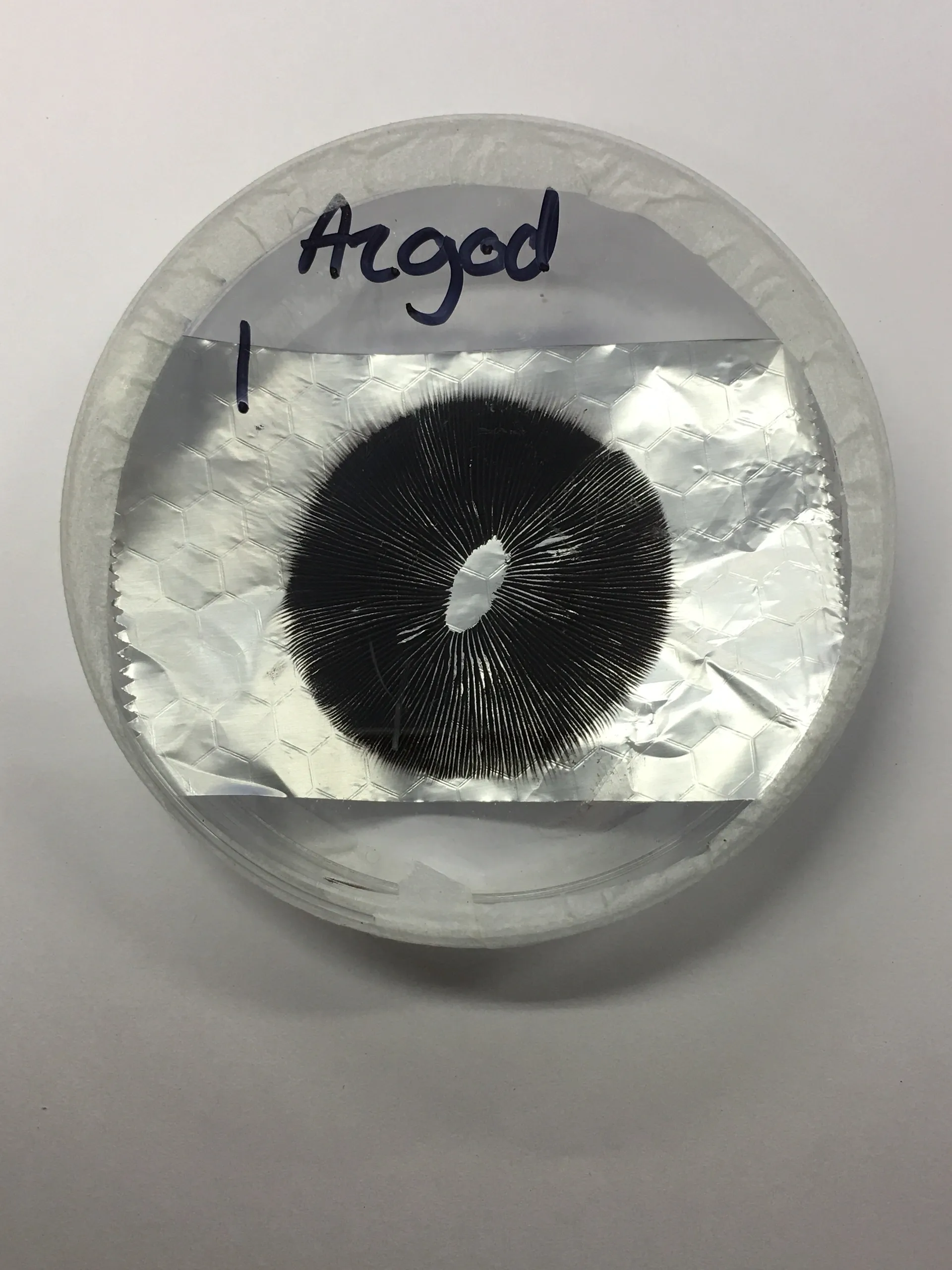 spore_buddies spore_buddies