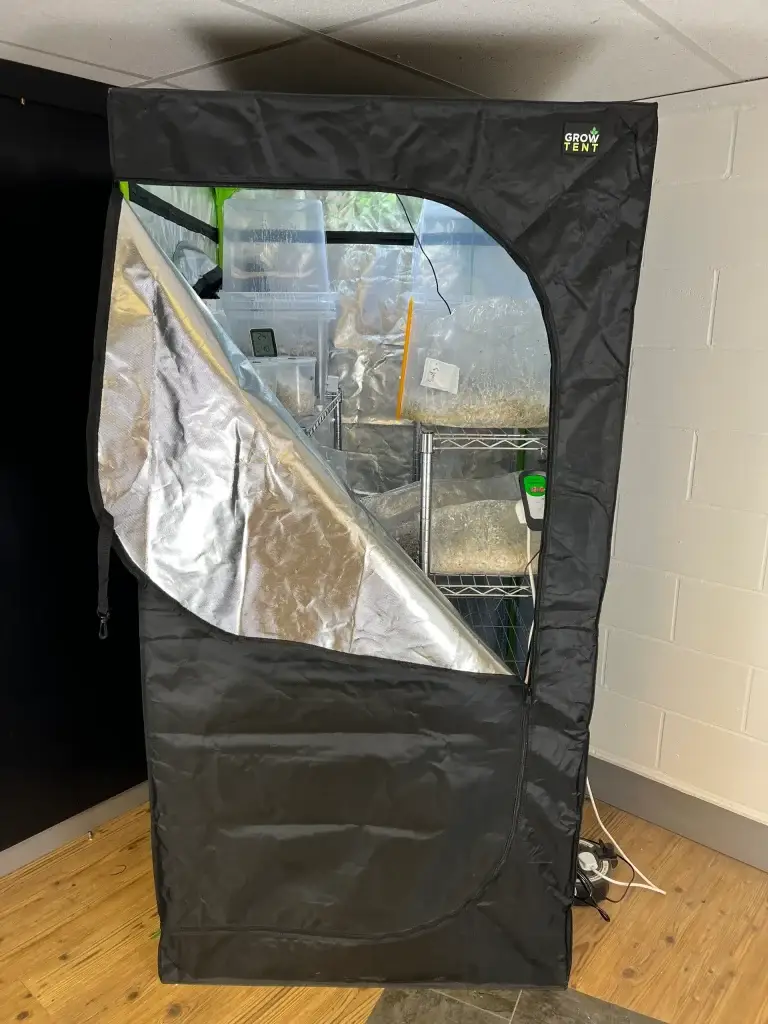 Black mushroom grow tent with shelving and transparent bags, used for indoor mycology cultivation.