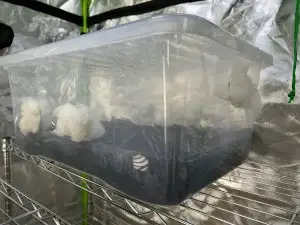 Mushroom Monotub with filters. 45l