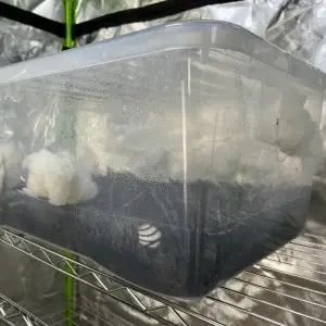 Mushroom Monotub with filters. 45l