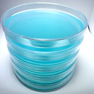 Stack of pre-poured agar plates for mycology, filled with blue malt extract agar (MEA) plates for fungi, designed for spore germination and mushroom cultivation in a sterile environment.