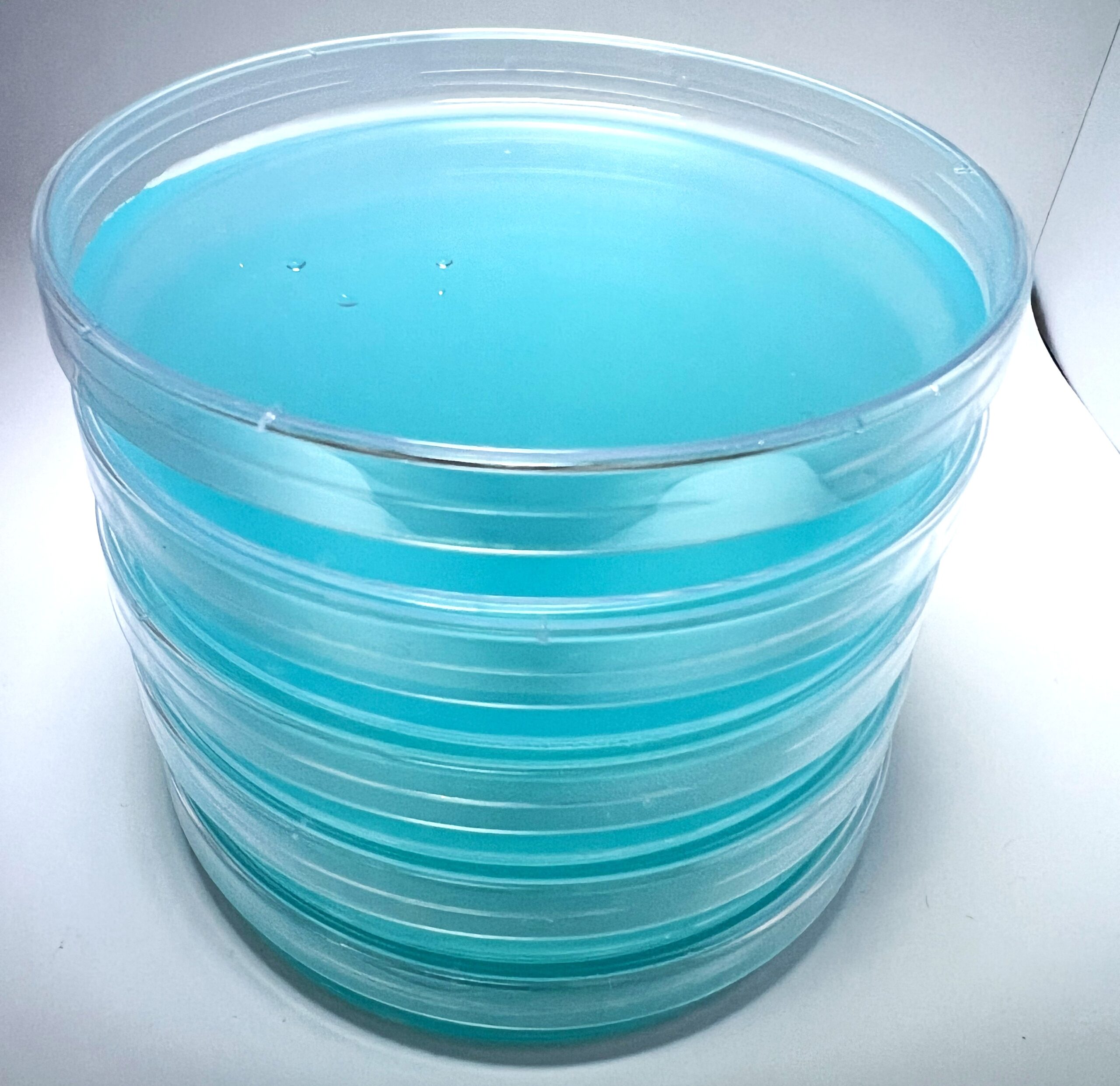 Blue Smurf Pre-Poured Agar Plates for Mycology – Sterile MEA Plates for Mushroom Cultivation Blue Smurf Pre-Poured Agar Plates for Mycology – Sterile MEA Plates for Mushroom Cultivation