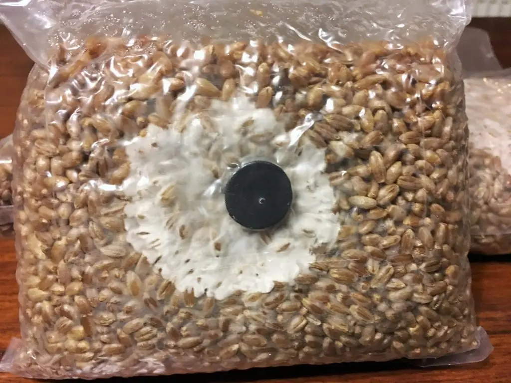 A close-up of a sealed rye grain bag with visible mycelium growth around the injection port.