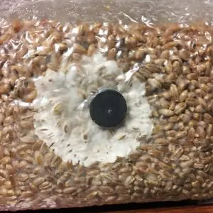 Mycelium Colonization in Rye Grain Bag Mycelium Colonization in Rye Grain Bag