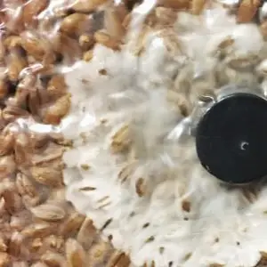 grow kit uk , Close-Up of Mycelium in Rye Grain Bag grow kit uk , Close-Up of Mycelium in Rye Grain Bag