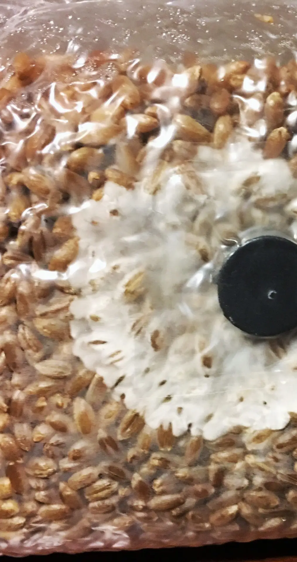 grow kit uk , Close-Up of Mycelium in Rye Grain Bag grow kit uk , Close-Up of Mycelium in Rye Grain Bag