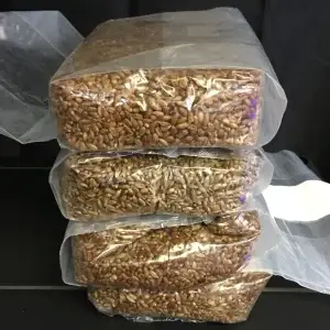 Sterilised Rye Grain Bags 1.5kg - fully hydrated and ready for mushroom cultivation.