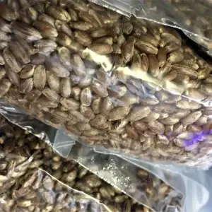 Best Rye substrate bags 1.5kg – Best Rye Grain for Monotubs and Spawn Best Rye substrate bags 1.5kg – Best Rye Grain for Monotubs and Spawn