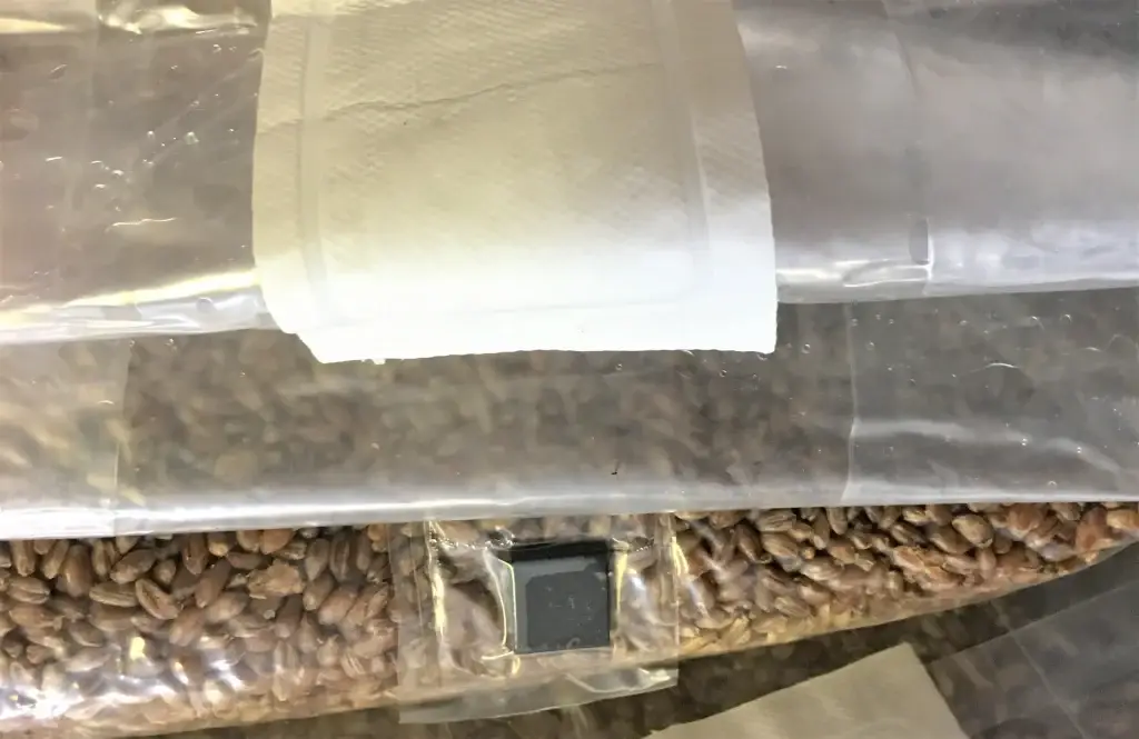 Premium-quality 1.5kg Rye Grain Bags ideal for monotubs and grain spawn. Fully hydrated and sterilised for reliable mushroom cultivation.