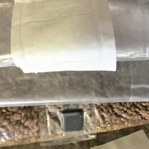 Rye Grain Bags UK 1.5kg – Best Rye Grain for Monotubs and Spawn Rye Grain Bags UK 1.5kg – Best Rye Grain for Monotubs and Spawn