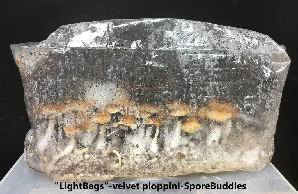 All in one mushroom growing kit 4lbs – Lightbags. Simply inject your spores, and watch your mushrooms flourish.