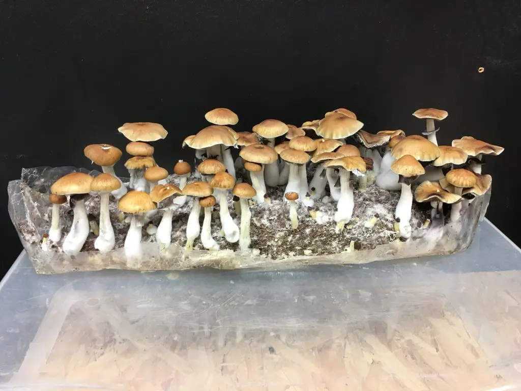 Inject and forget grow bags showing A successful flush of Burma mushrooms