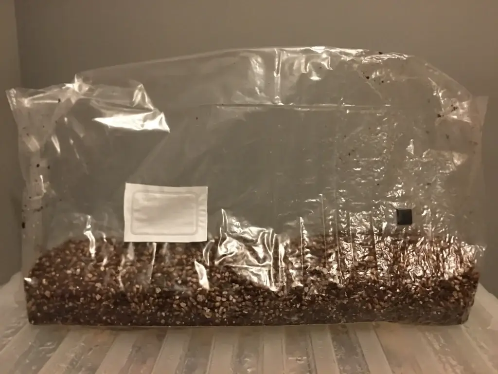 All in one mushroom growing kit 4lbs – Lightbags