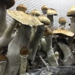 Mckennaii Mushroom Growth in Controlled Setupai spore syringe uk Mckennaii Mushroom Growth in Controlled Setupai spore syringe uk