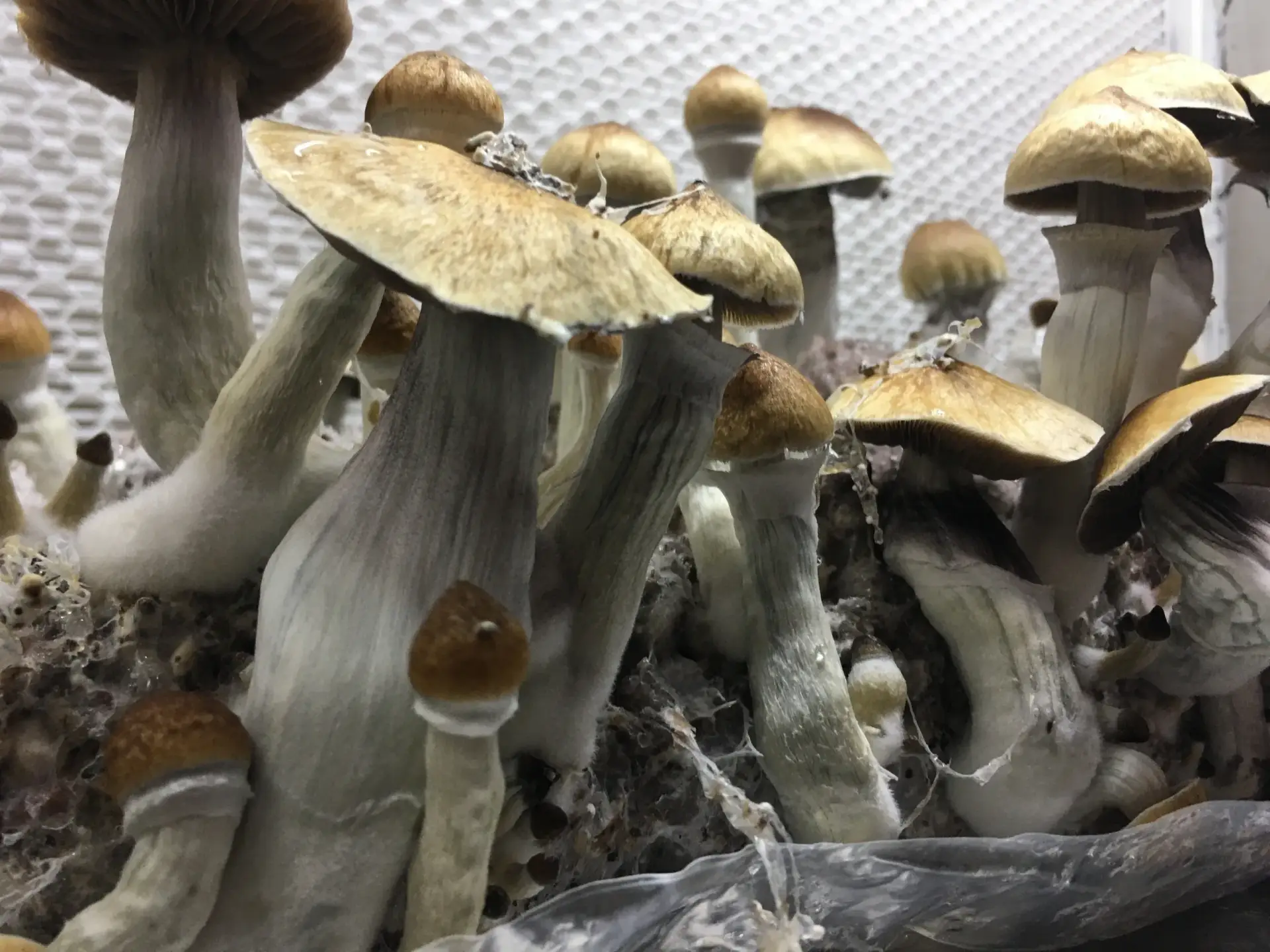 Mckennaii Mushroom Growth in Controlled Setupai spore syringe uk Mckennaii Mushroom Growth in Controlled Setupai spore syringe uk