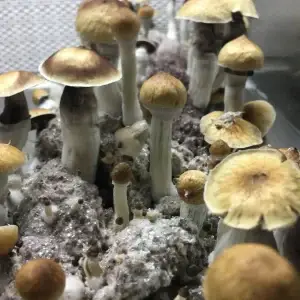 MckenFull Growth of Mckennaii Mushrooms in a Mushroom Grow Kitnai spore syringe uk MckenFull Growth of Mckennaii Mushrooms in a Mushroom Grow Kitnai spore syringe uk