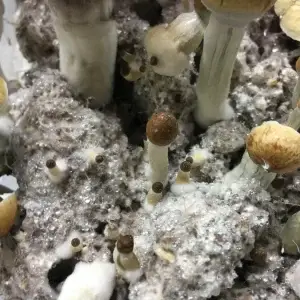 Early Growth of Mckennaii Mushrooms in a Mushroom Grow Kit Early Growth of Mckennaii Mushrooms in a Mushroom Grow Kit