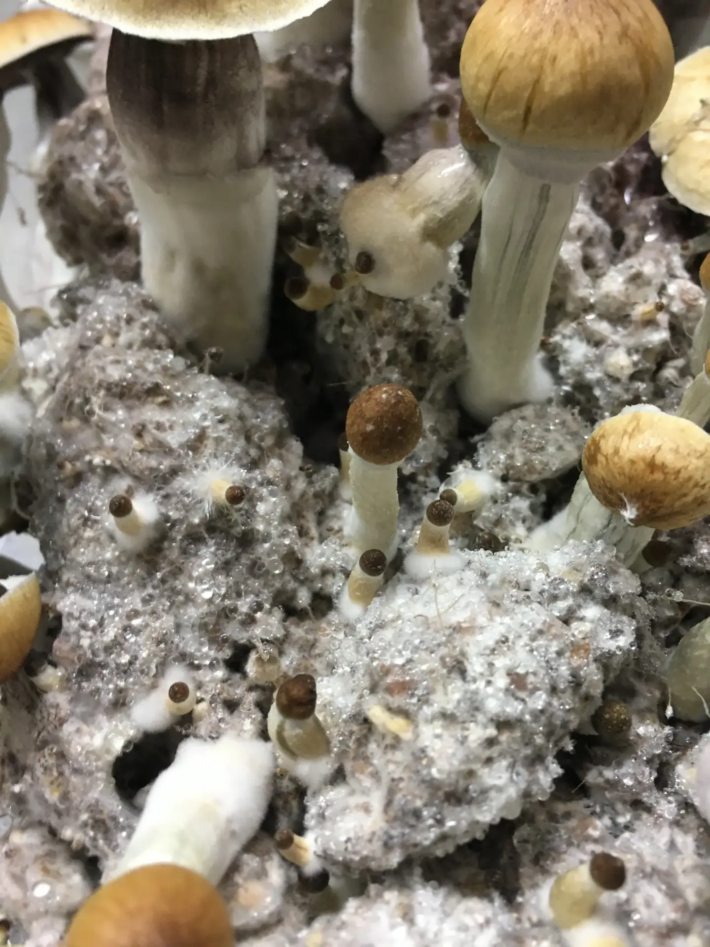 Early Growth of Mckennaii Mushrooms in a Mushroom Grow Kit Early Growth of Mckennaii Mushrooms in a Mushroom Grow Kit