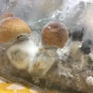 Rednigma spore syringe Rednigma spore syringe