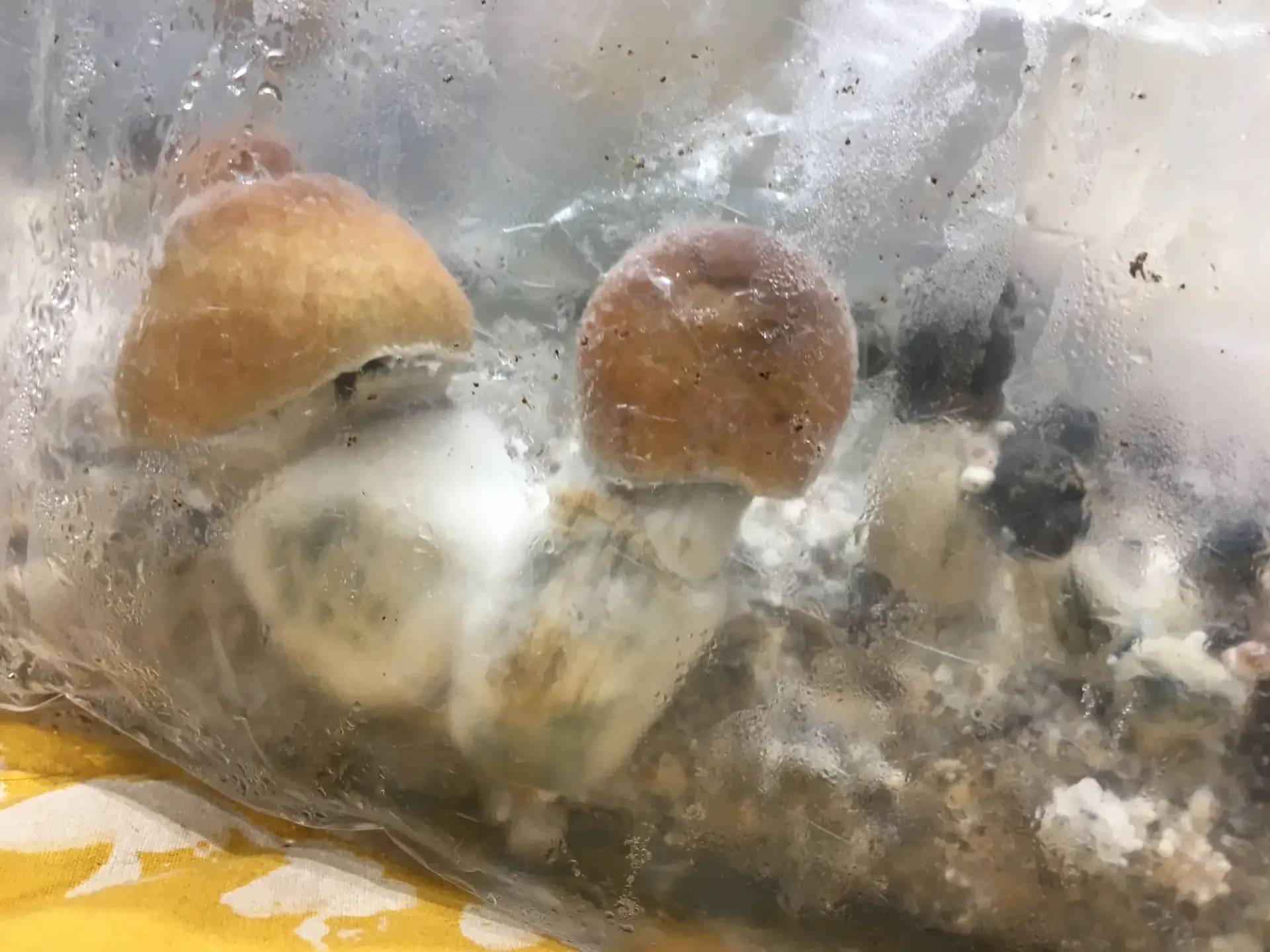 Rednigma spore syringe Rednigma spore syringe