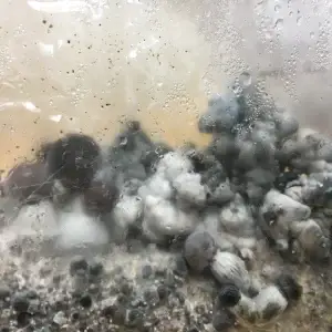 Rednigma spore syringe Rednigma spore syringe