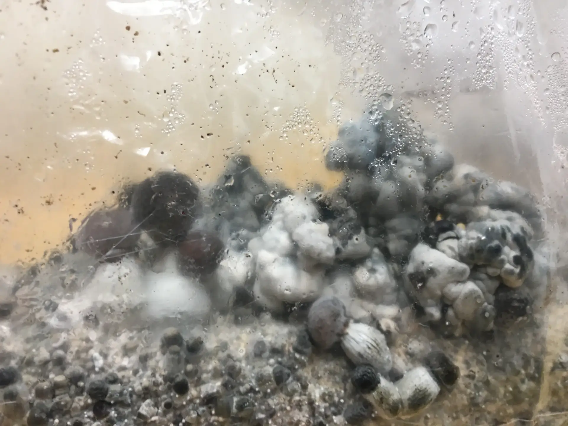 Rednigma spore syringe Rednigma spore syringe